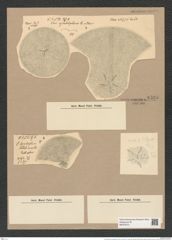 Coscinodiscus symbolophorus Grun. (de-Toni-Nr.: Genus 202, Species 4938) Zeichnungen Sammlung Grunow Nr. 8525 (NHMW-BOT-W0378151)